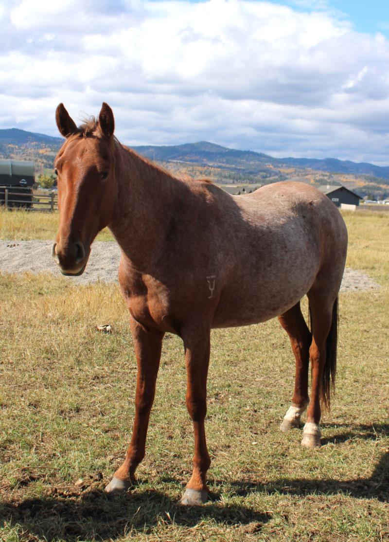 Red Roan Filly out of Peptos Cowgirl Jo